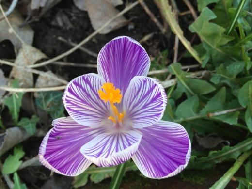 Purple and white crocus seen from above