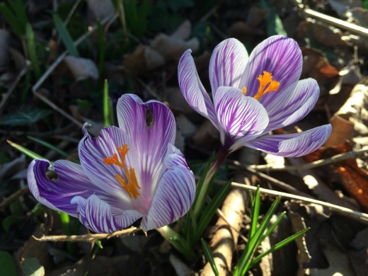 Two crocuses in shady grass